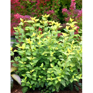 PHYSOCARPUS opulifolius TINY WINE GOLD® - Physocarpus à feuilles d'Obier