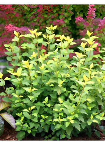 PHYSOCARPUS opulifolius TINY WINE GOLD® - Physocarpus à feuilles d'Obier