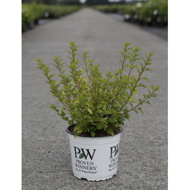 PHYSOCARPUS opulifolius TINY WINE GOLD® - Physocarpus à feuilles d'Obier En pot de 3-4 litres buisson hauteur 040-060 cm