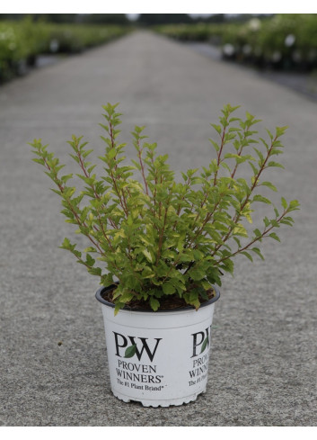 PHYSOCARPUS opulifolius TINY WINE GOLD® - Physocarpus à feuilles d'Obier En pot de 3-4 litres buisson hauteur 040-060 cm