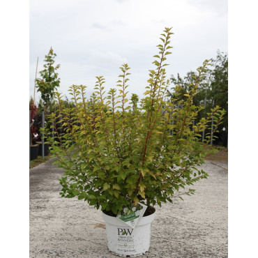 PHYSOCARPUS opulifolius TINY WINE GOLD® - Physocarpus à feuilles d'Obier En pot de 10-12 litres buisson hauteur 060-080 cm