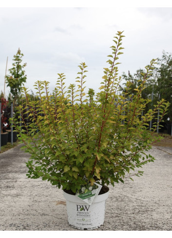 PHYSOCARPUS opulifolius TINY WINE GOLD® - Physocarpus à feuilles d'Obier En pot de 10-12 litres buisson hauteur 060-080 cm