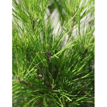 PINUS densiflora ALICE VERKADE - Pin rouge du Japon
