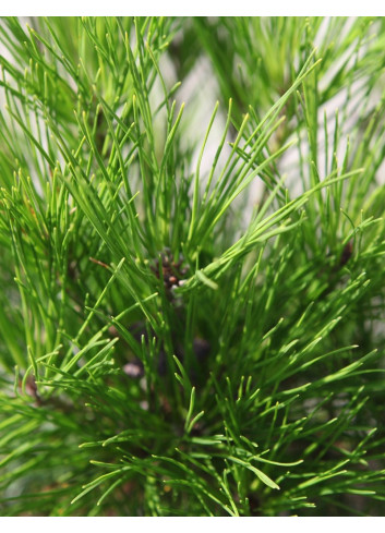 PINUS densiflora ALICE VERKADE - Pin rouge du Japon