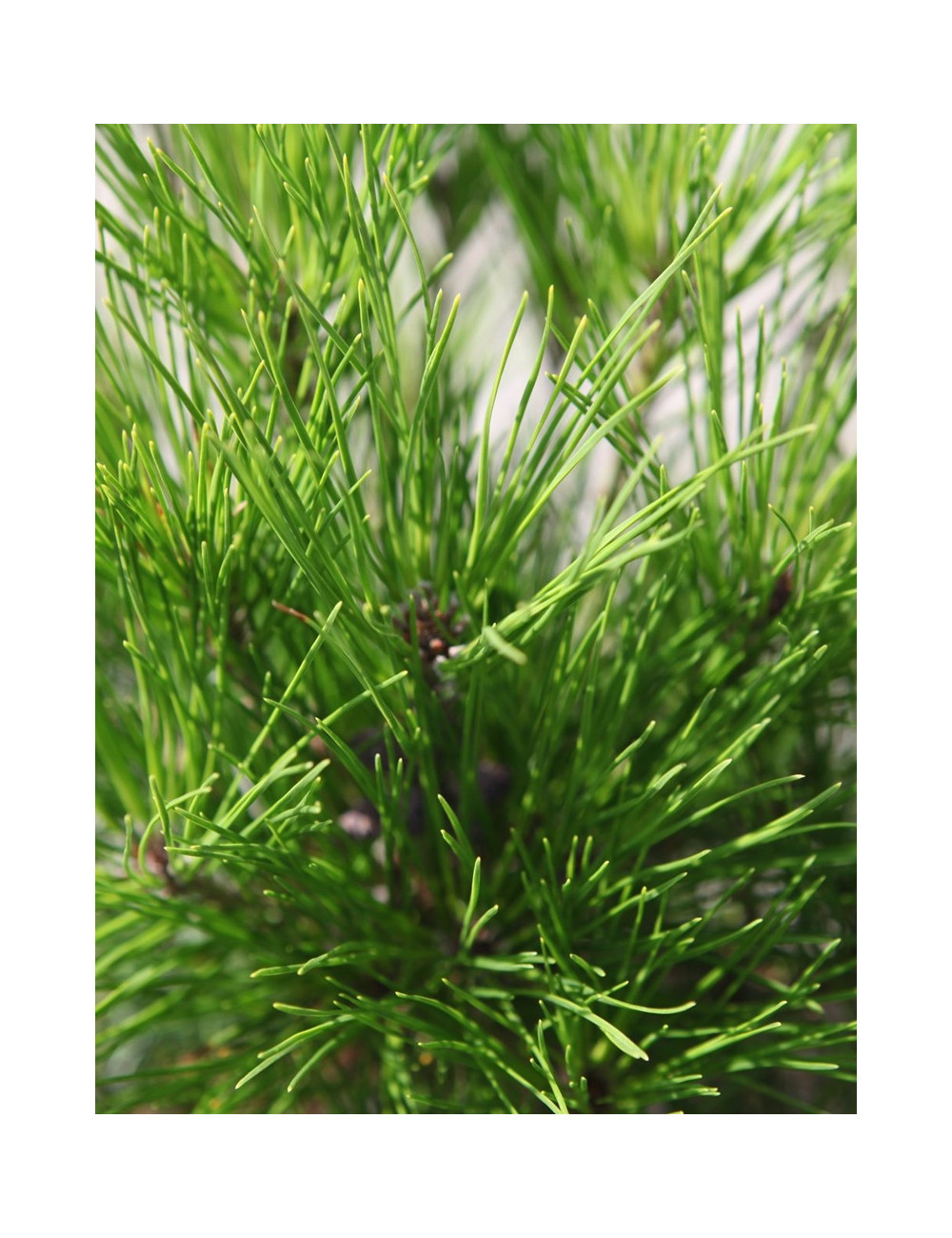 PINUS densiflora ALICE VERKADE - Pin rouge du Japon