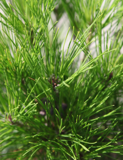 PINUS densiflora ALICE VERKADE - Pin rouge du Japon