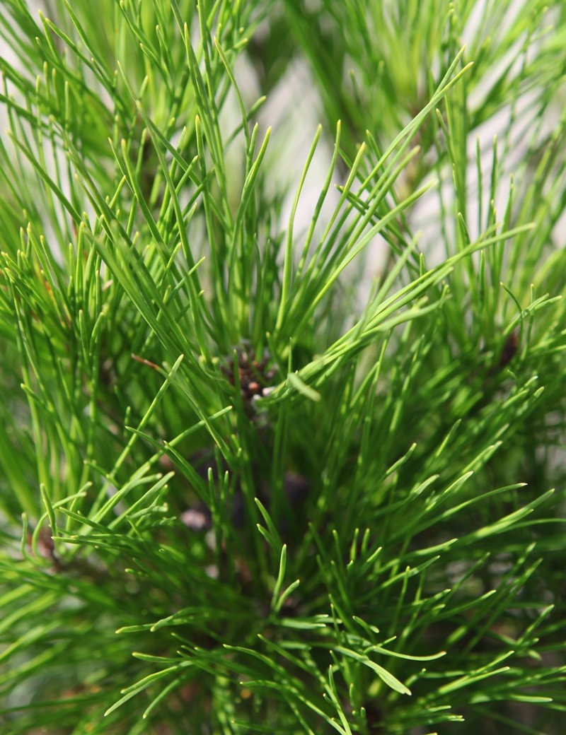 PINUS densiflora ALICE VERKADE - Pin rouge du Japon