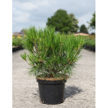 PINUS densiflora ALICE VERKADE - Pin rouge du Japon En pot de 4-5 litres