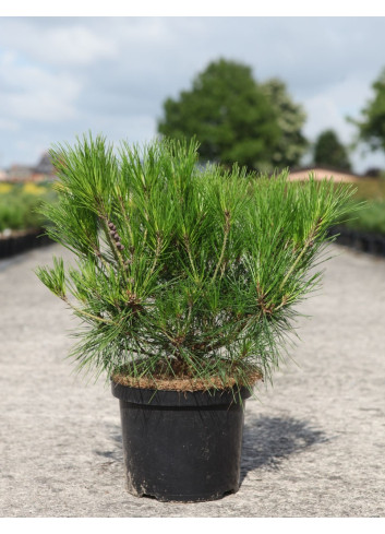 PINUS densiflora ALICE VERKADE - Pin rouge du Japon En pot de 4-5 litres