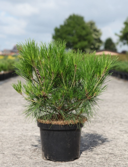 PINUS densiflora ALICE VERKADE - Pin rouge du Japon En pot de 4-5 litres