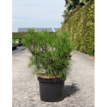 PINUS densiflora ALICE VERKADE - Pin rouge du Japon En pot de 7-10 litres hauteur 030-040 cm