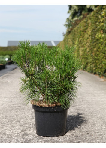 PINUS densiflora ALICE VERKADE - Pin rouge du Japon En pot de 7-10 litres hauteur 030-040 cm