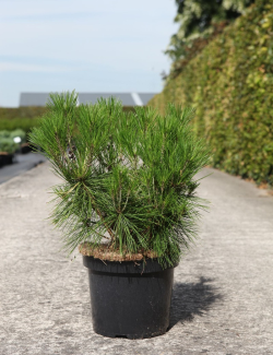 PINUS densiflora ALICE VERKADE - Pin rouge du Japon En pot de 7-10 litres hauteur 030-040 cm