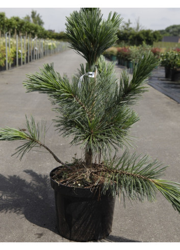 PINUS flexilis VANDERWOLF'S PYRAMID - Pin flexible