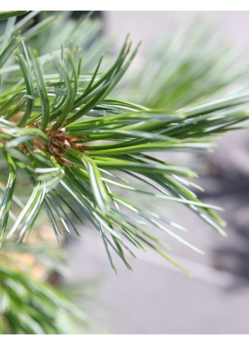 PINUS flexilis VANDERWOLF'S PYRAMID - Pin flexible