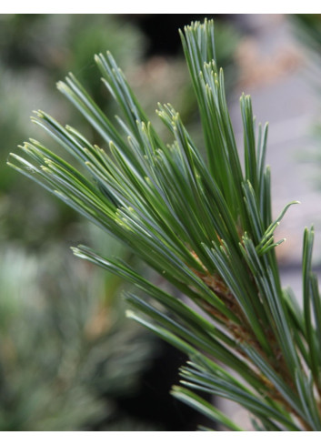 PINUS flexilis VANDERWOLF'S PYRAMID - Pin flexible