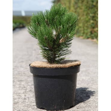 PINUS heldreichii MALINKII - Pin de Bosnie En pot de 7-10 litres hauteur 025-030 cm