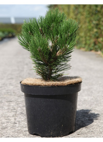 PINUS heldreichii MALINKII - Pin de Bosnie En pot de 7-10 litres hauteur 025-030 cm