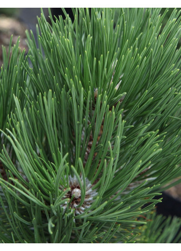 PINUS heldreichii MALINKII - Pin de Bosnie