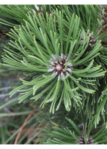 PINUS heldreichii MALINKII - Pin de Bosnie