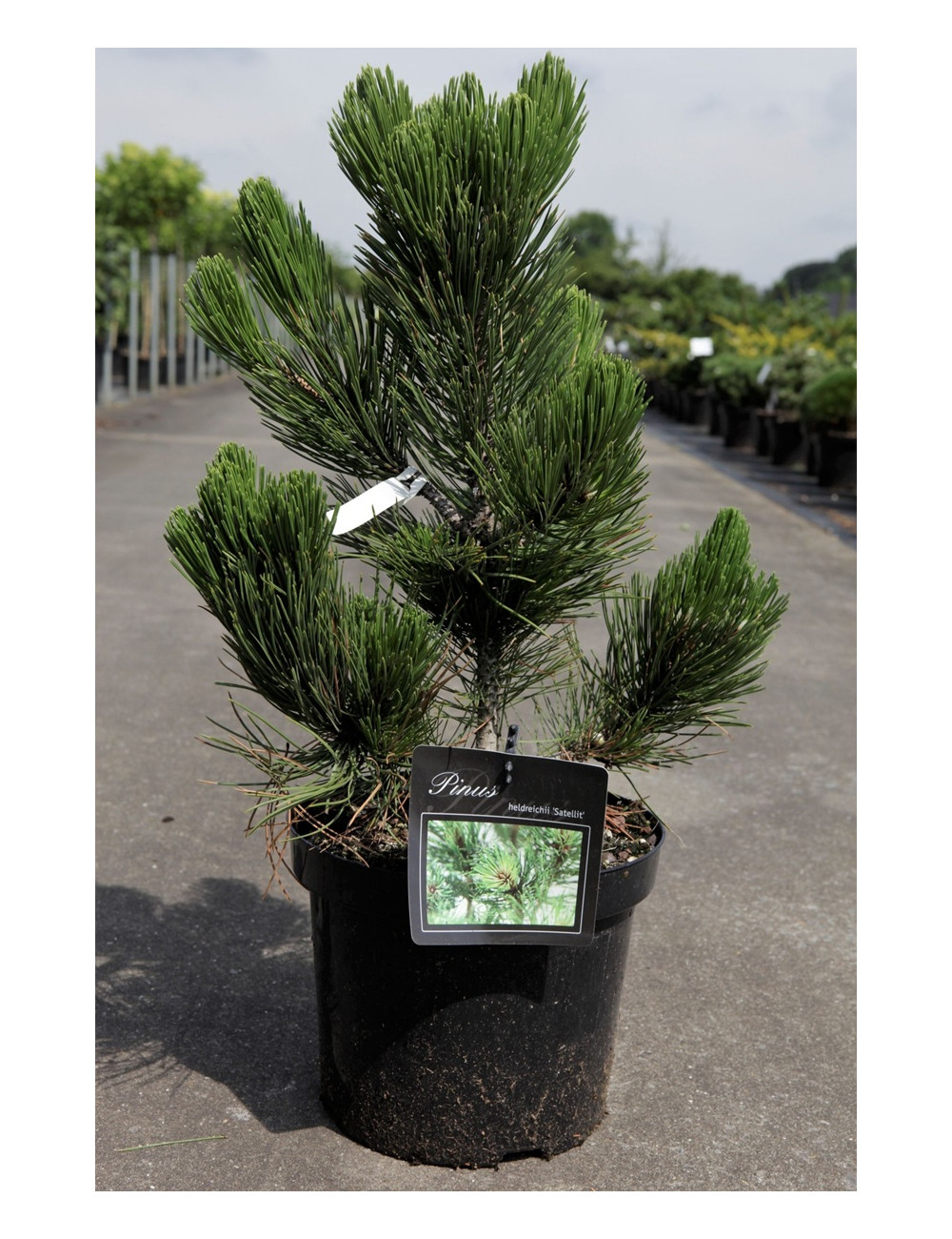 PINUS heldreichii SATELLIT - Pin de Bosnie En pot de 7-10 litres hauteur 040-050 cm