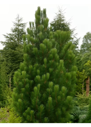 PINUS heldreichii SATELLIT - Pin de Bosnie