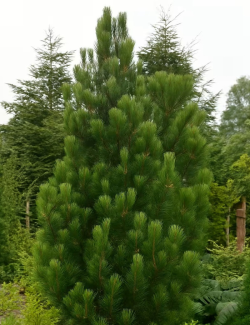 PINUS heldreichii SATELLIT - Pin de Bosnie