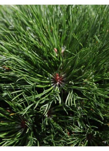 PINUS mugo VARELLA - Pin des montagnes