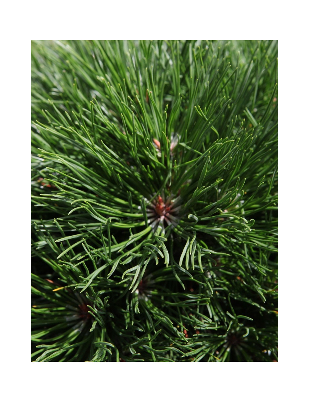 PINUS mugo VARELLA - Pin des montagnes