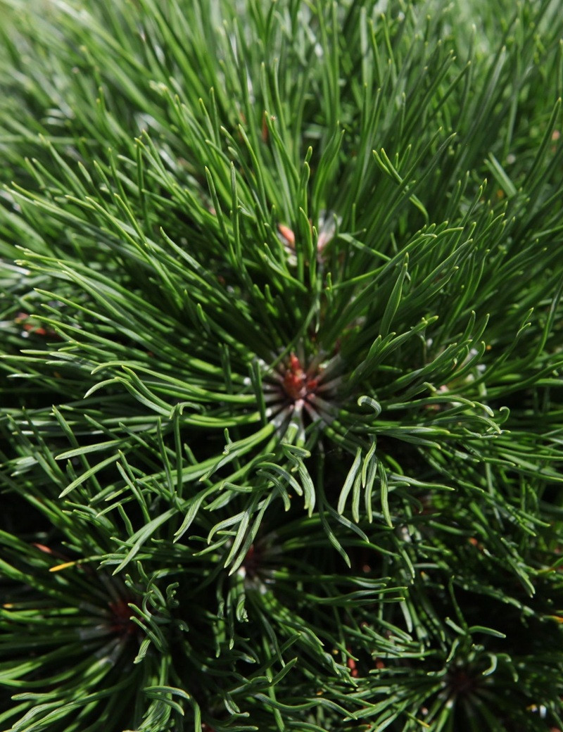 PINUS mugo VARELLA - Pin des montagnes
