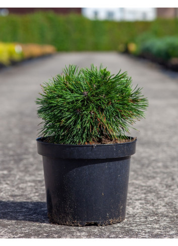 PINUS mugo VARELLA - Pin des montagnes
