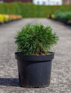 PINUS mugo VARELLA - Pin des montagnes