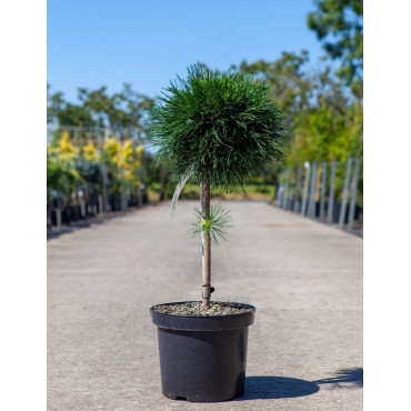 PINUS mugo VARELLA - Pin des montagnes
