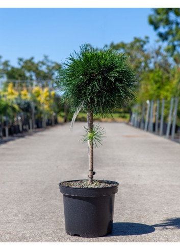PINUS mugo VARELLA - Pin des montagnes