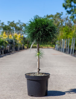 PINUS mugo VARELLA - Pin des montagnes