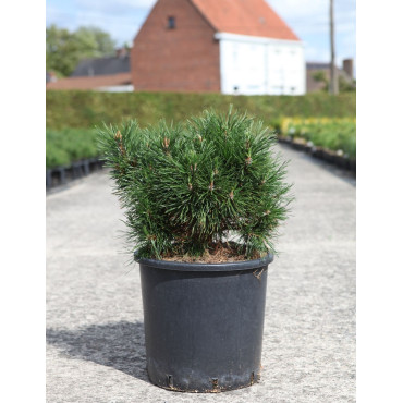 PINUS mugo VARELLA - Pin des montagnes