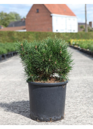 PINUS mugo VARELLA - Pin des montagnes