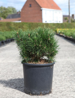 PINUS mugo VARELLA - Pin des montagnes