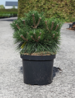 PINUS nigra MARIE BRÉGEON® - Pin noir nain En pot de 10-12 litres hauteur 040-050 cm