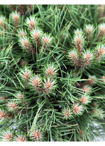 PINUS nigra MARIE BRÉGEON® - Pin noir nain