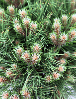 PINUS nigra MARIE BRÉGEON® - Pin noir nain