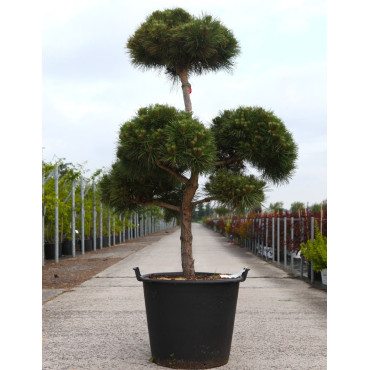 PINUS nigra MARIE BRÉGEON® - Pin noir nain