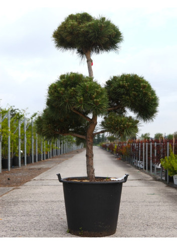 PINUS nigra MARIE BRÉGEON® - Pin noir nain