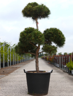 PINUS nigra MARIE BRÉGEON® - Pin noir nain