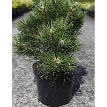 PINUS nigra NANA - Pin noir nain En pot de 7-10 litres hauteur 025-030 cm