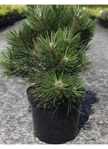 PINUS nigra NANA - Pin noir nain En pot de 7-10 litres hauteur 025-030 cm