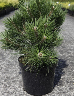 PINUS nigra NANA - Pin noir nain En pot de 7-10 litres hauteur 025-030 cm