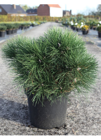 PINUS nigra NANA - Pin noir nain En pot de 10-12 litres hauteur 030-040 cm