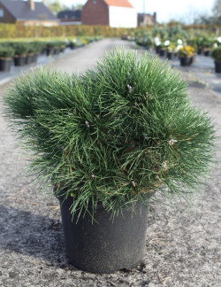 PINUS nigra NANA - Pin noir nain En pot de 10-12 litres hauteur 030-040 cm