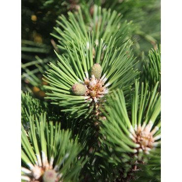 PINUS nigra NANA - Pin noir nain